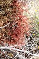 Image of mesquite mistletoe