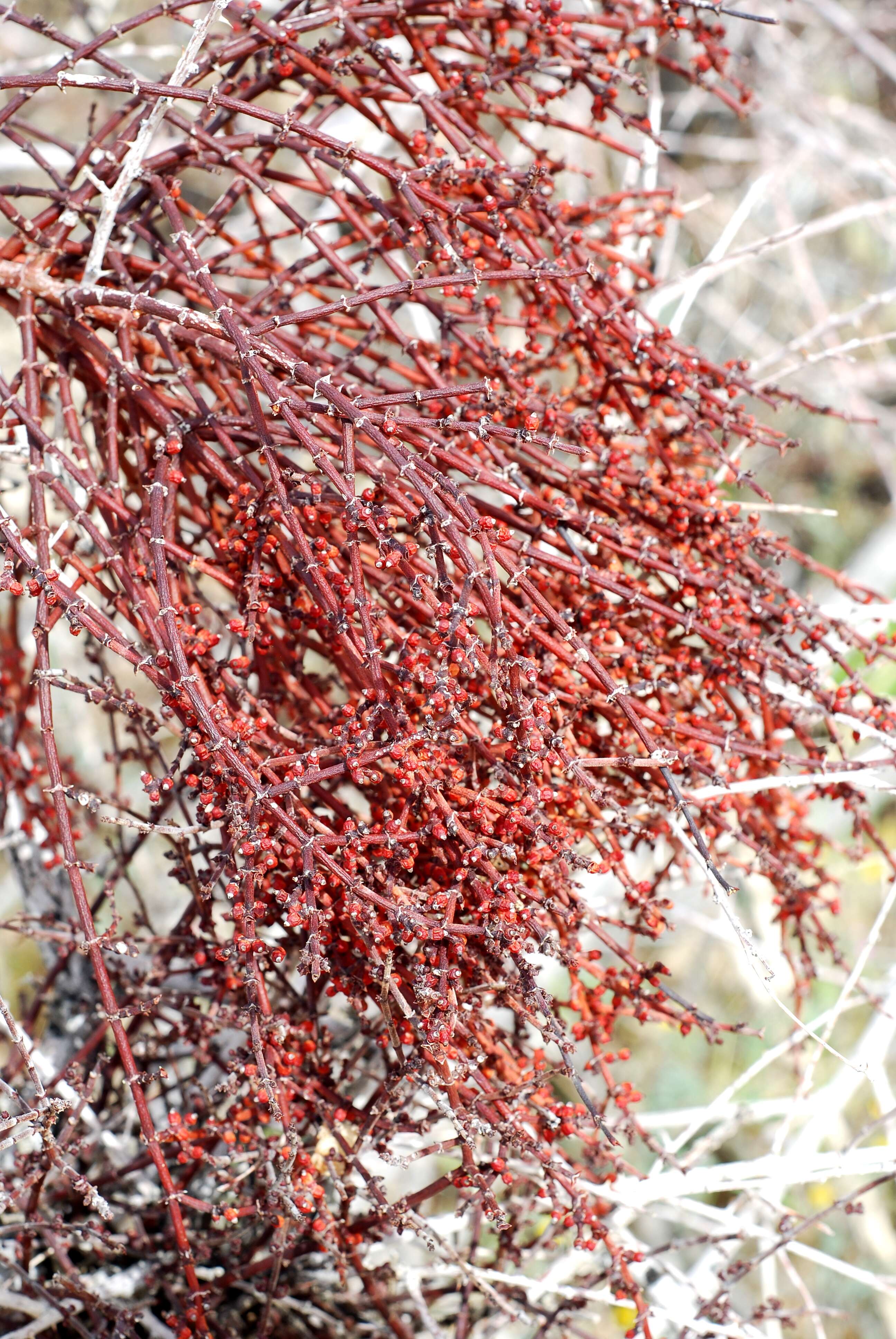 Image of mesquite mistletoe