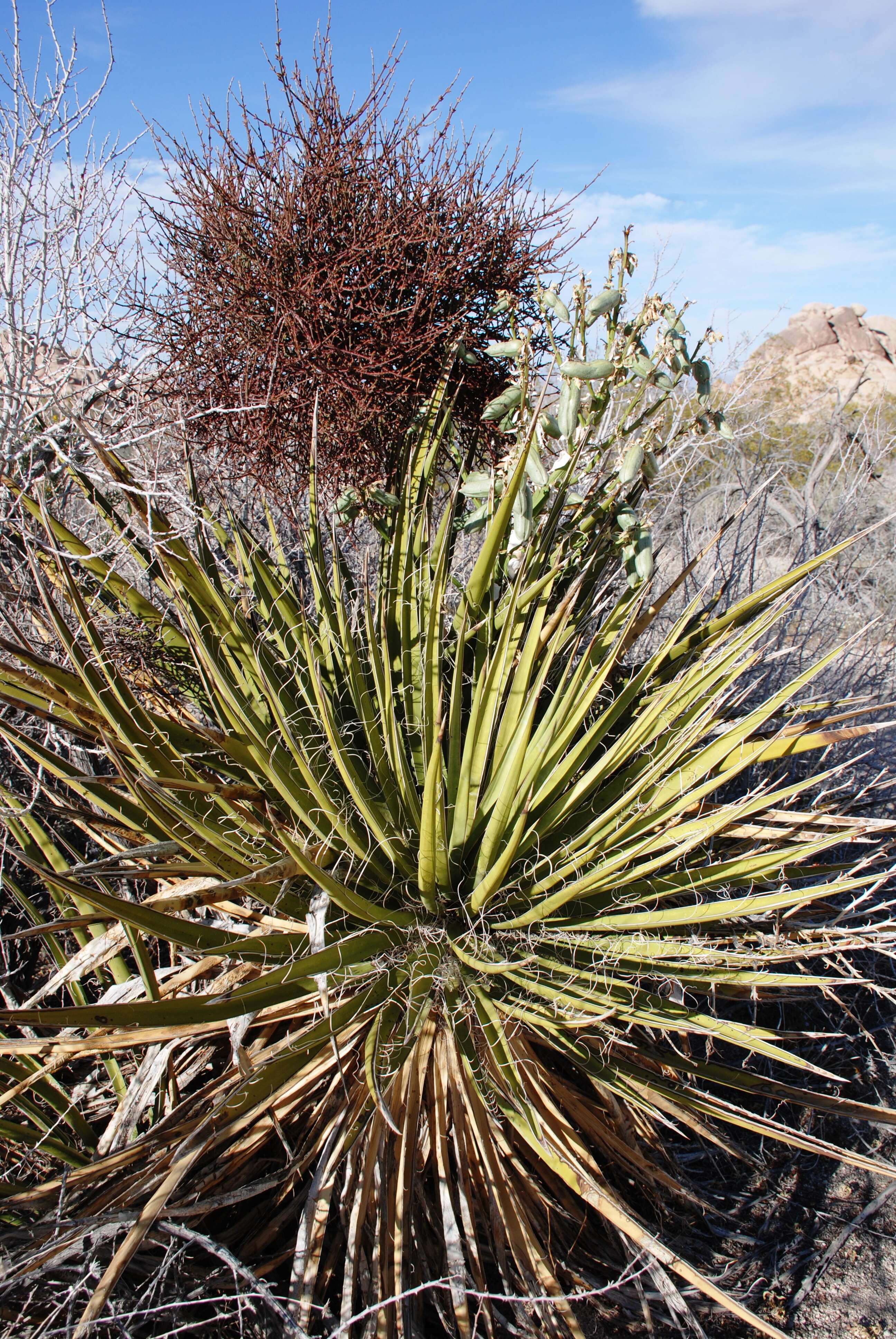 Image of mesquite mistletoe