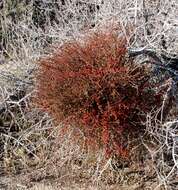 Image of mesquite mistletoe