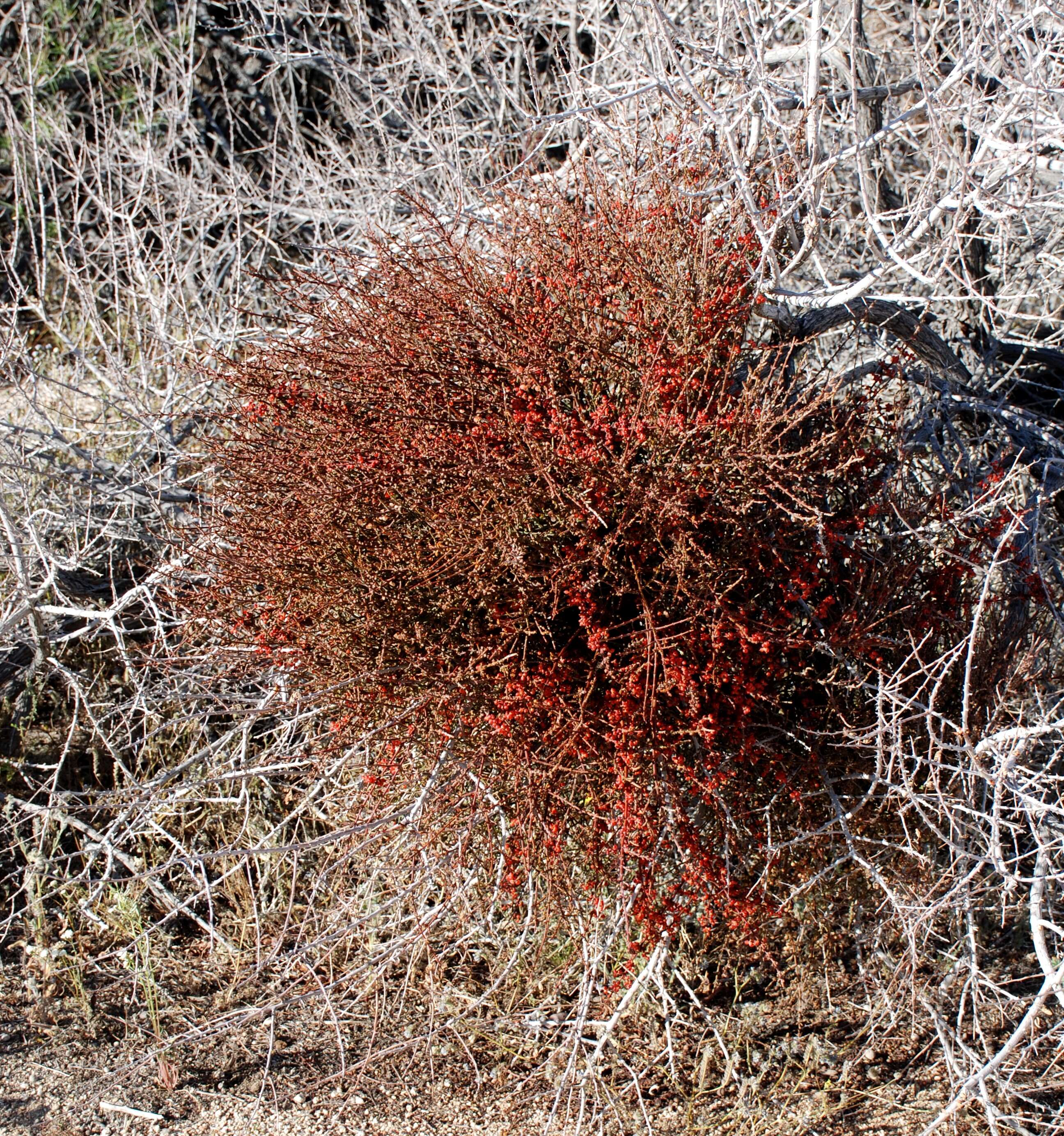 Image of mesquite mistletoe