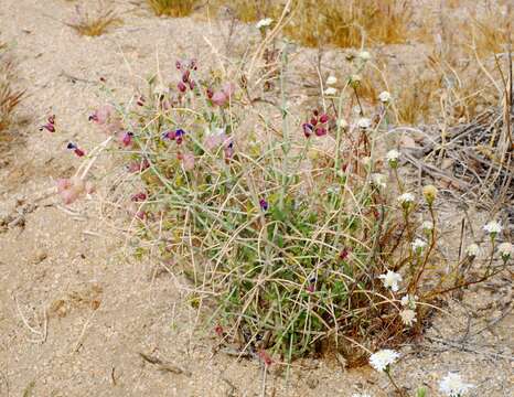 Imagem de Scutellaria mexicana (Torr.) A. J. Paton