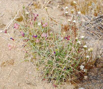 Imagem de Scutellaria mexicana (Torr.) A. J. Paton