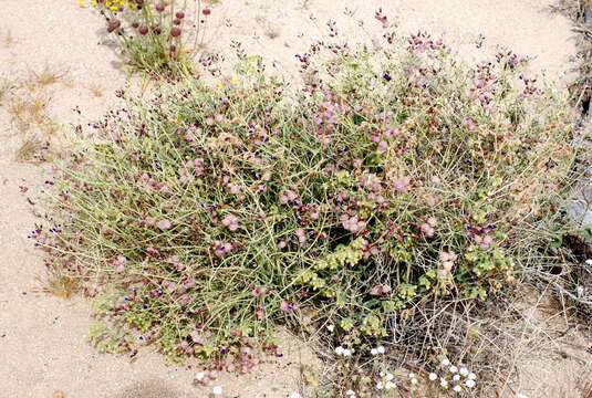 Imagem de Scutellaria mexicana (Torr.) A. J. Paton