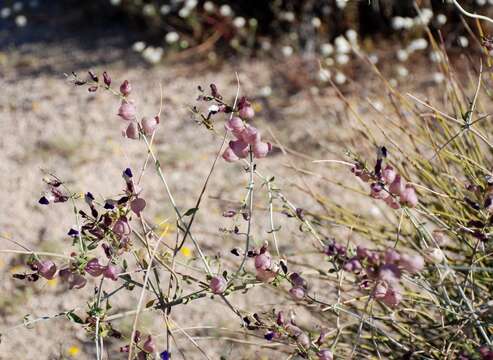 Imagem de Scutellaria mexicana (Torr.) A. J. Paton