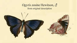 Image of Ogyris zosine Hewitson 1853