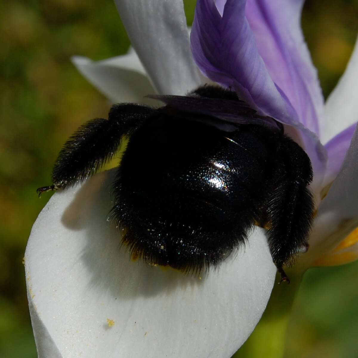 Plancia ëd Xylocopa varipuncta Patton 1879