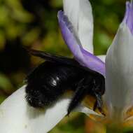 Plancia ëd Xylocopa varipuncta Patton 1879