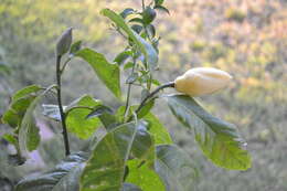 Image of Magnolia liliifera (L.) Baill.