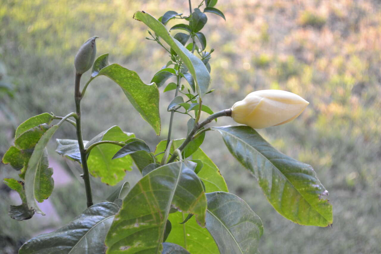 Image of Magnolia liliifera (L.) Baill.