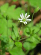 Image of wood stitchwort