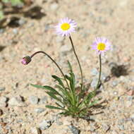 Image de Erigeron pumilus Nutt.