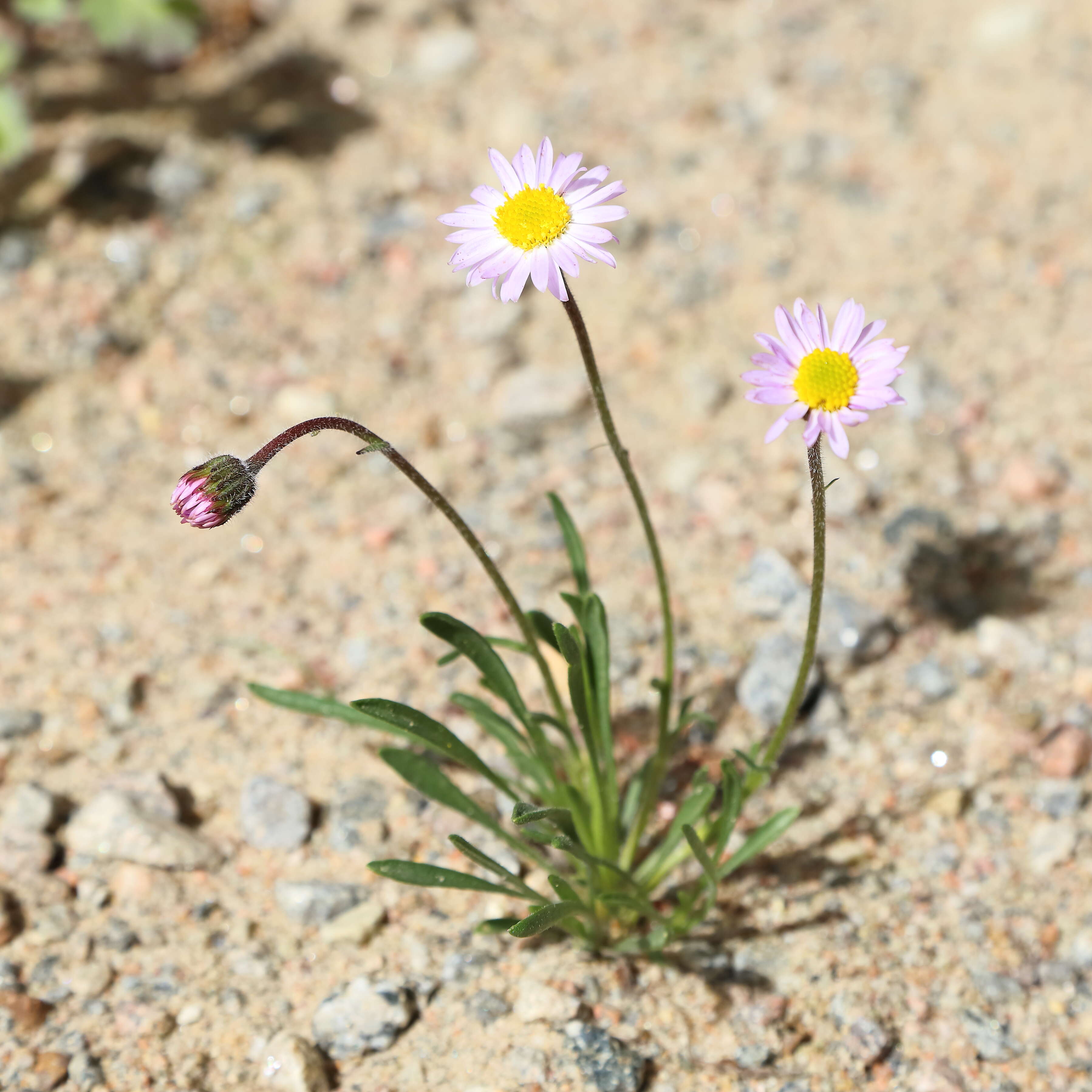 Image de Erigeron pumilus Nutt.