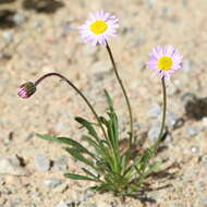 Image of shaggy fleabane