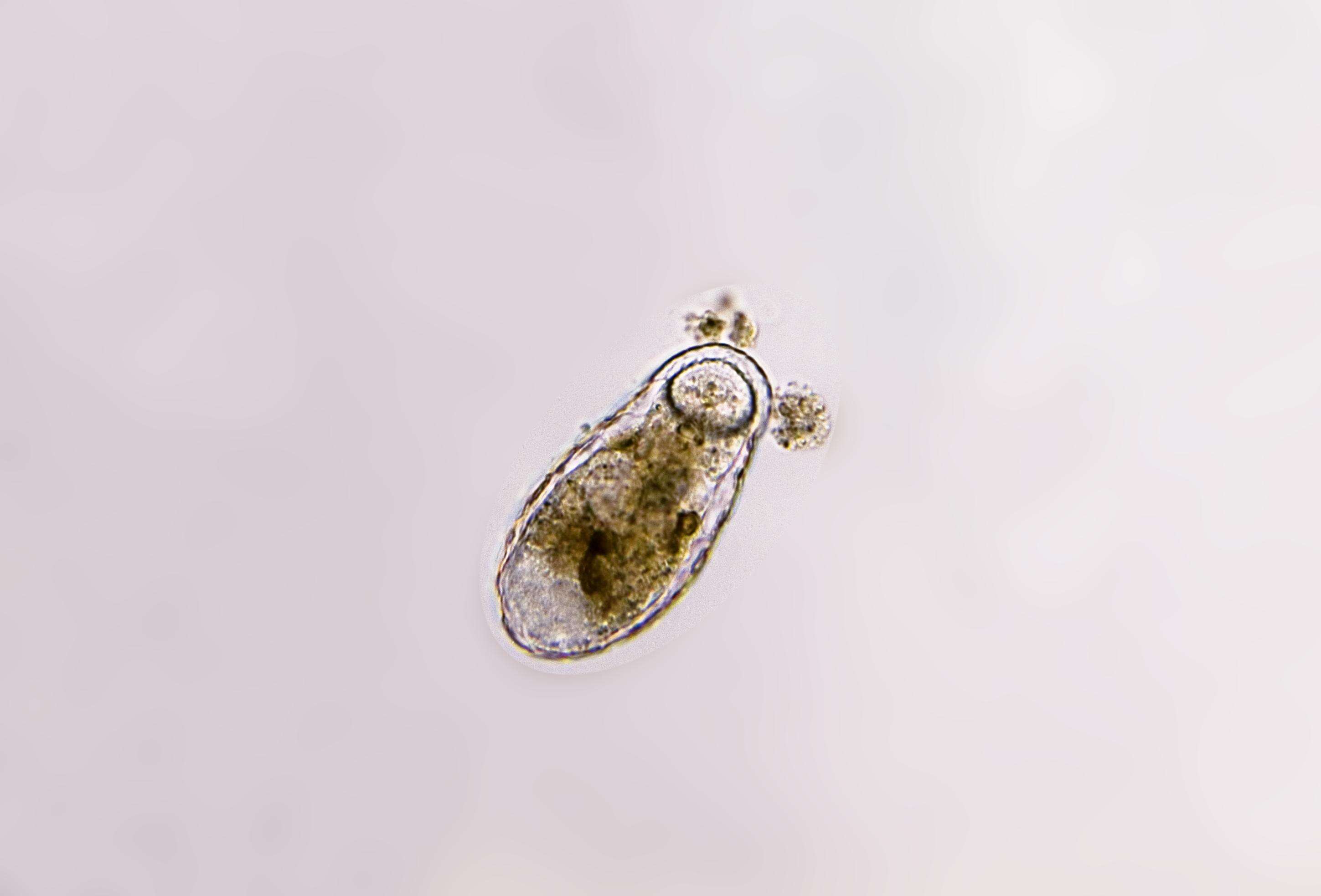 Image of Amoebidae