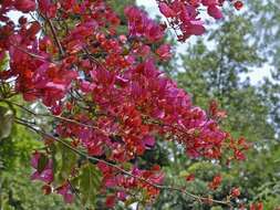 Bougainvillea buttiana Holttum & Standl. resmi