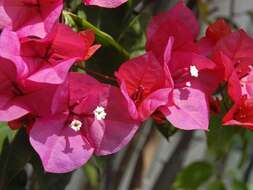 Image of bougainvillea