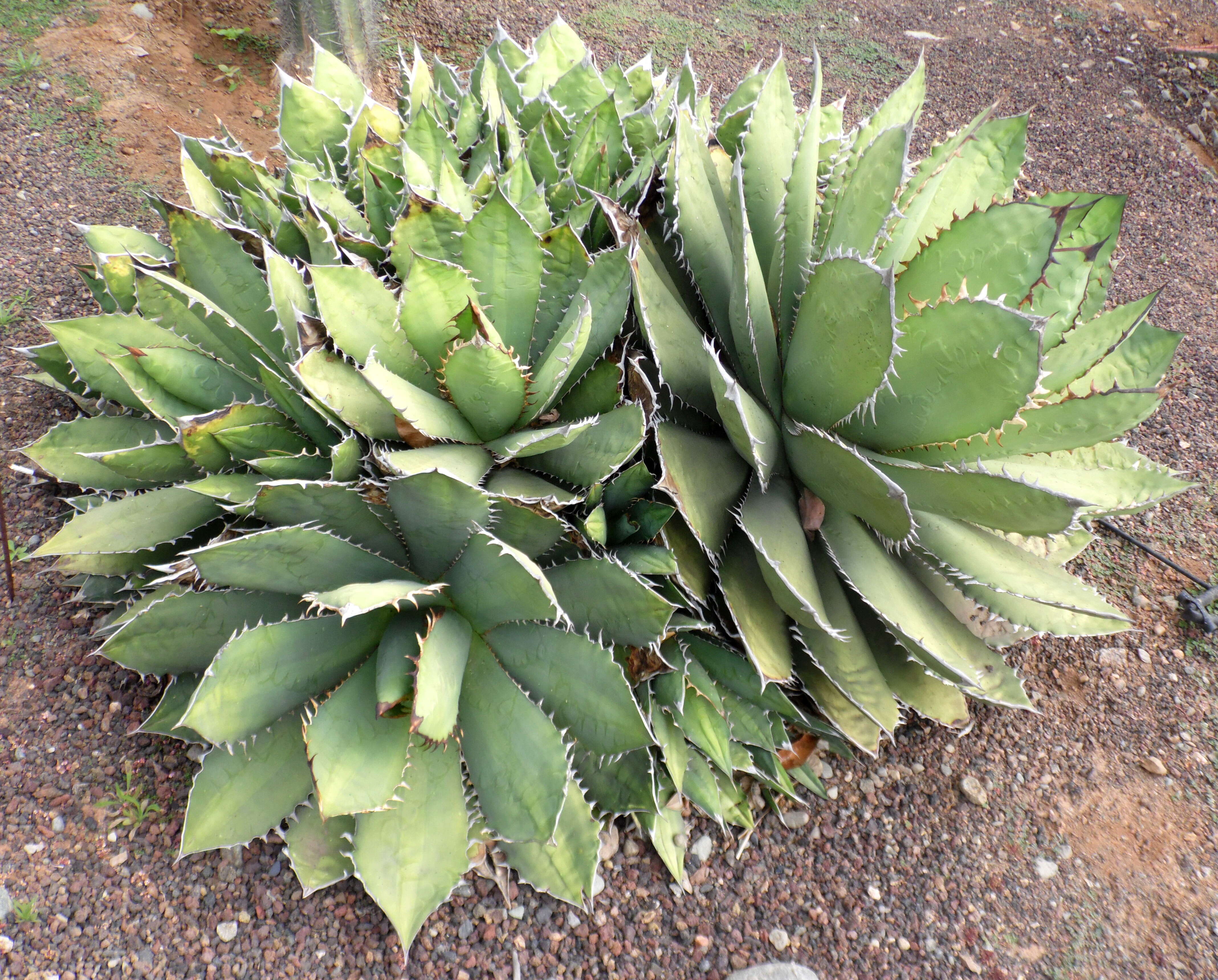 Image de Agave titanota Gentry