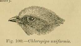 Image of Olive Manakin