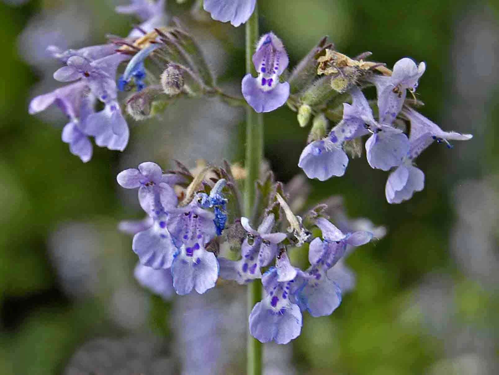 Image de Nepeta nepetella L.