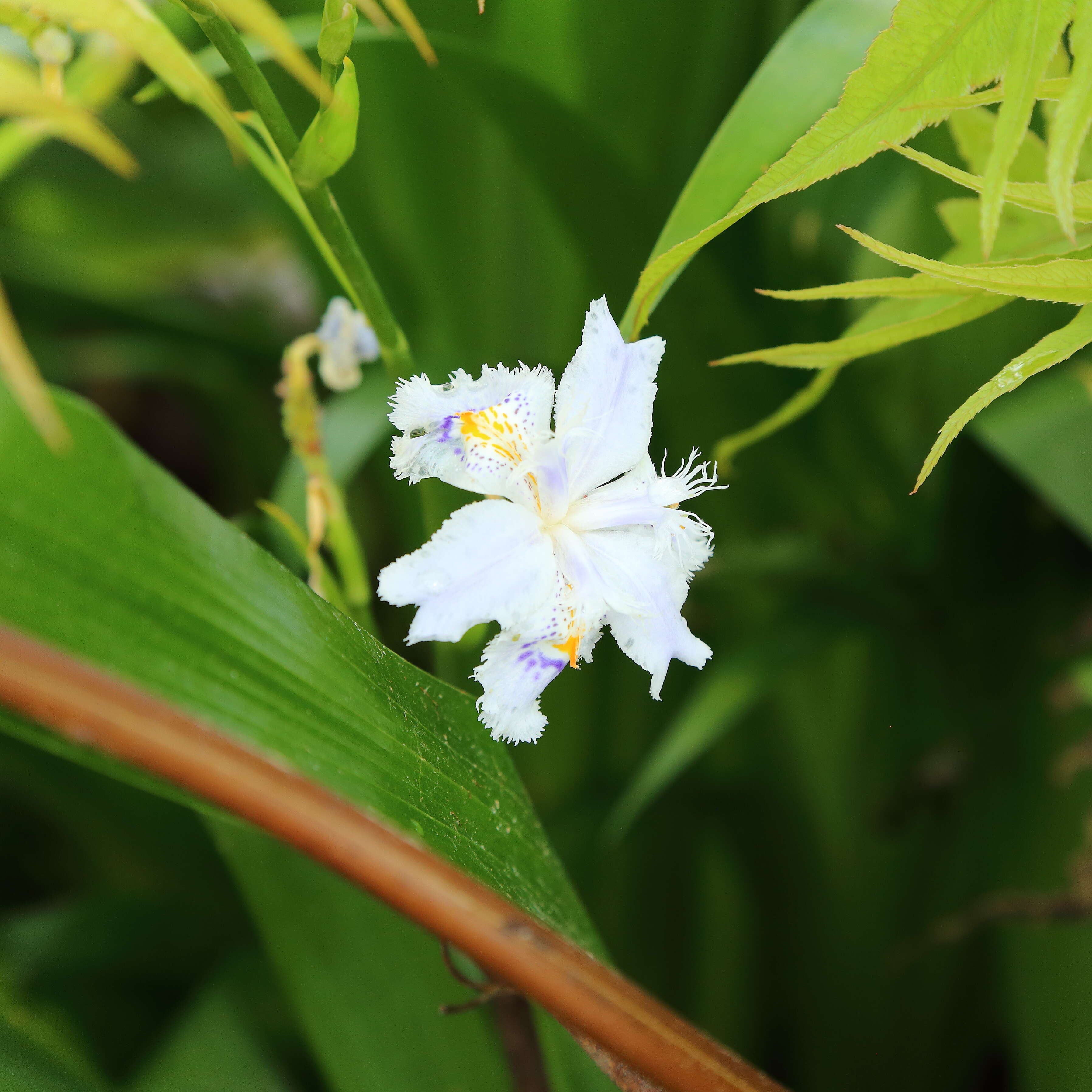 Plancia ëd Iris confusa Sealy