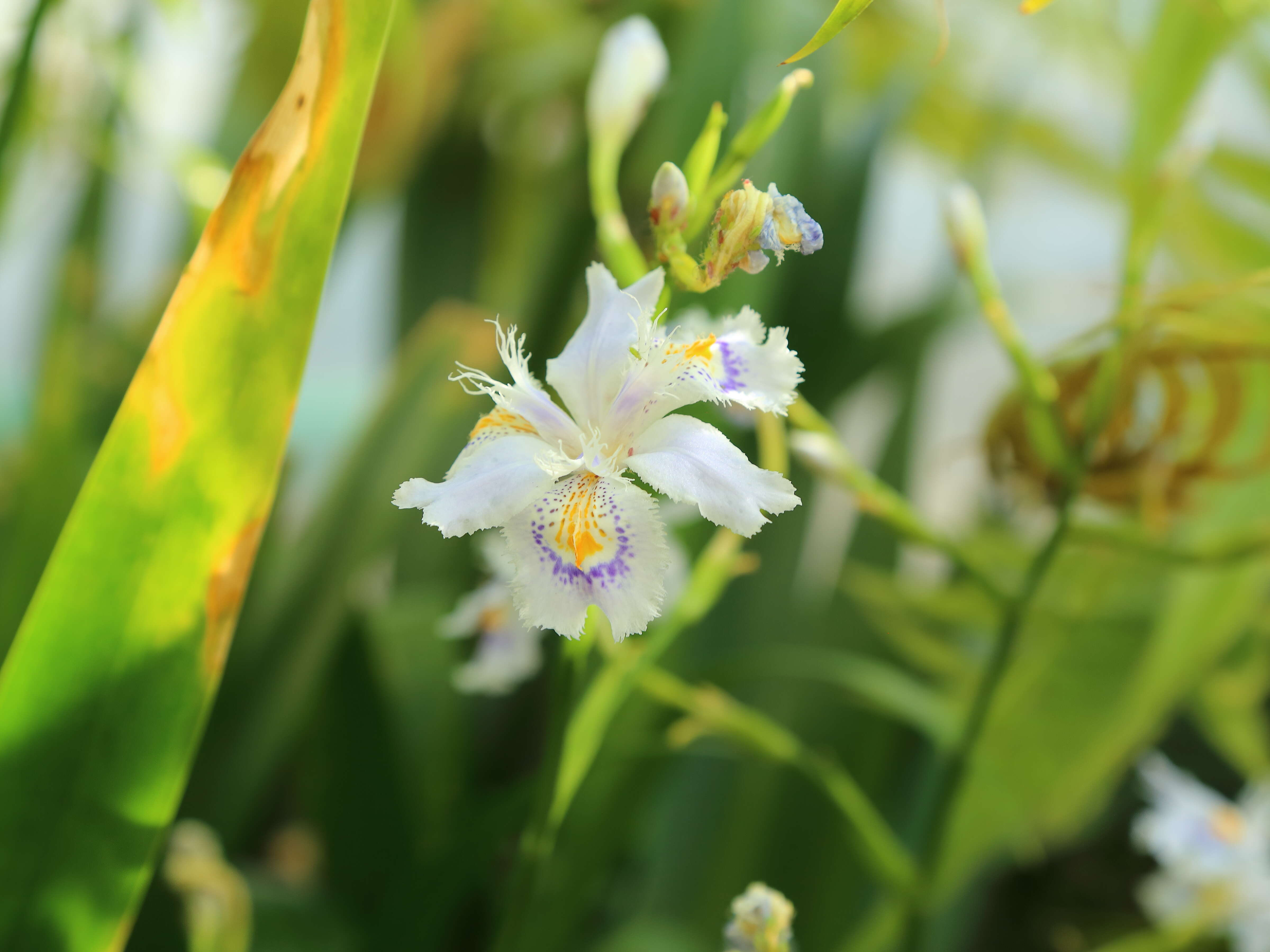 Plancia ëd Iris confusa Sealy