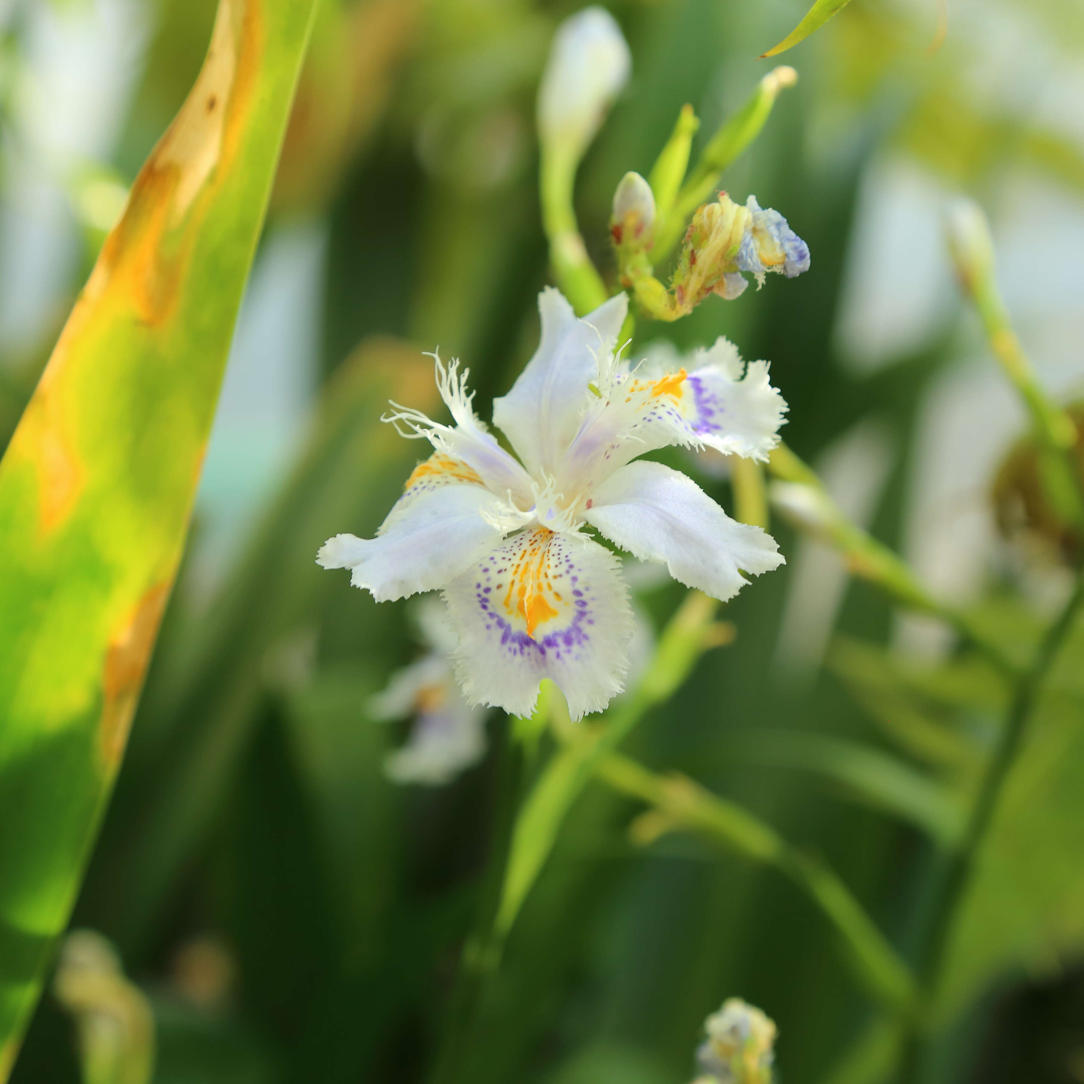 Plancia ëd Iris confusa Sealy