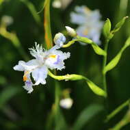 Plancia ëd Iris confusa Sealy