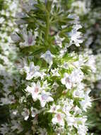 Plancia ëd Echium aculeatum Poir.