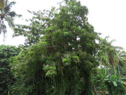 Image of Vitex altissima L. fil.