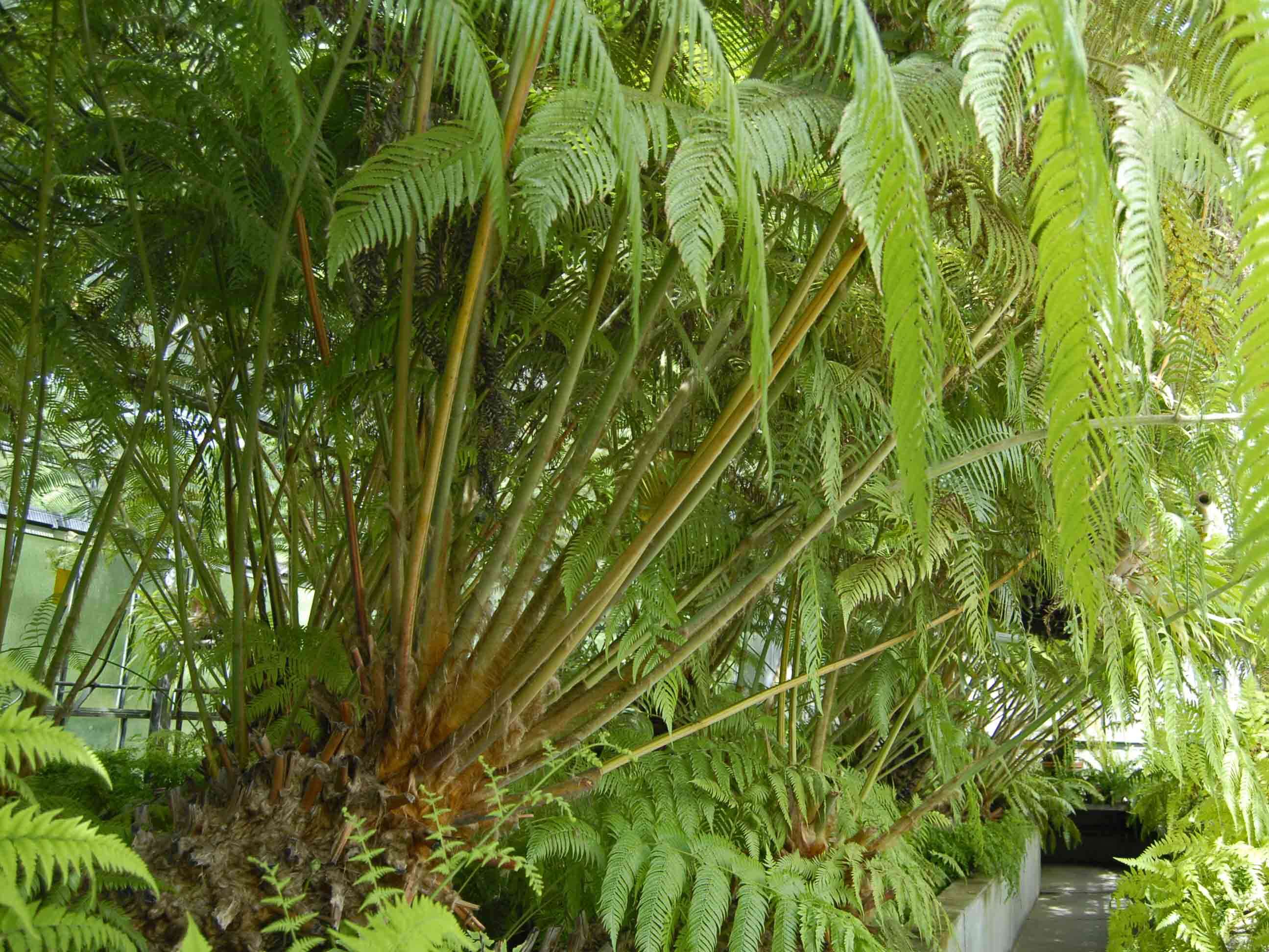 Image of Mexican Tree Fern