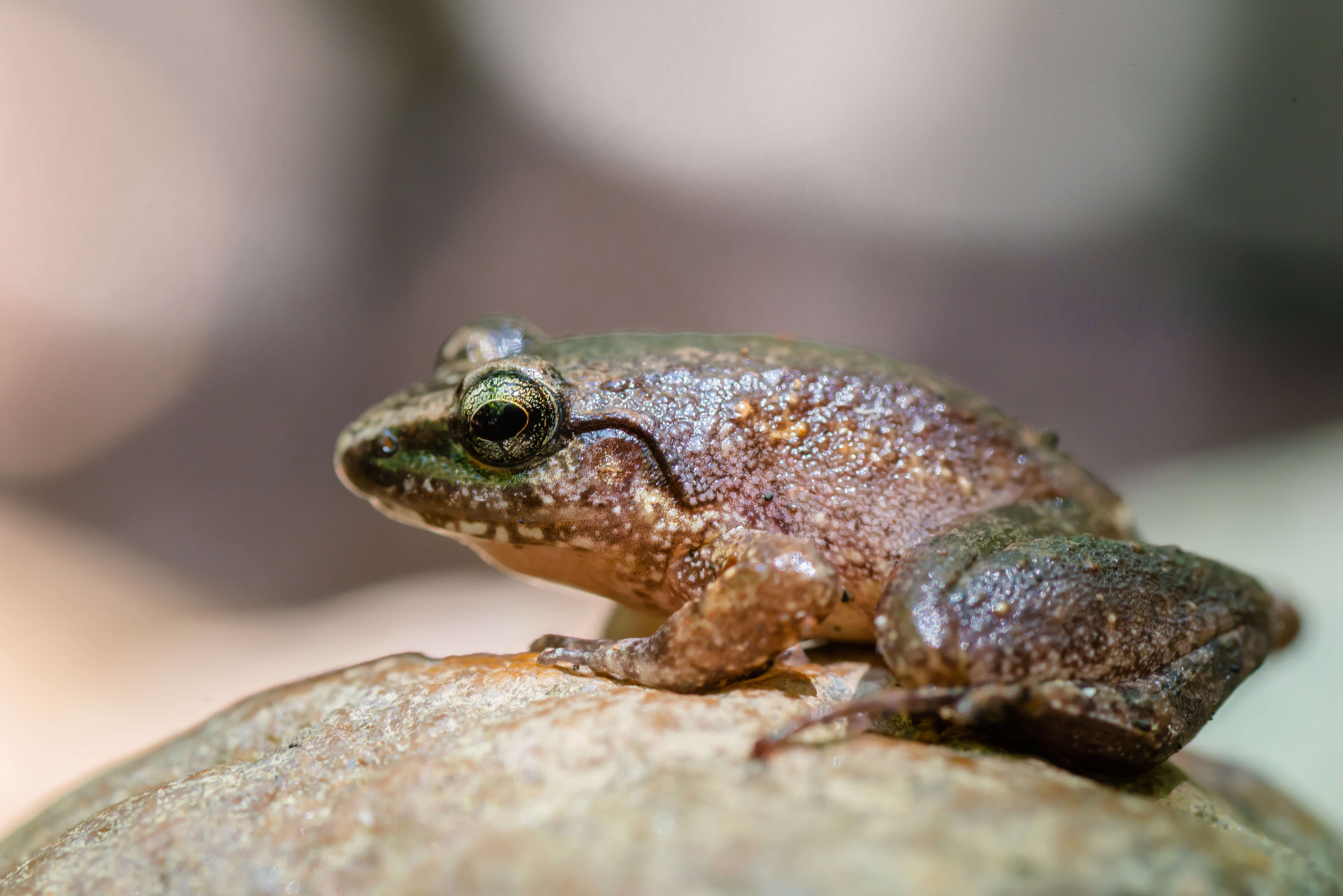 Image of Hasche's Frog