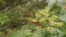 Imagem de Clerodendrum paniculatum L.