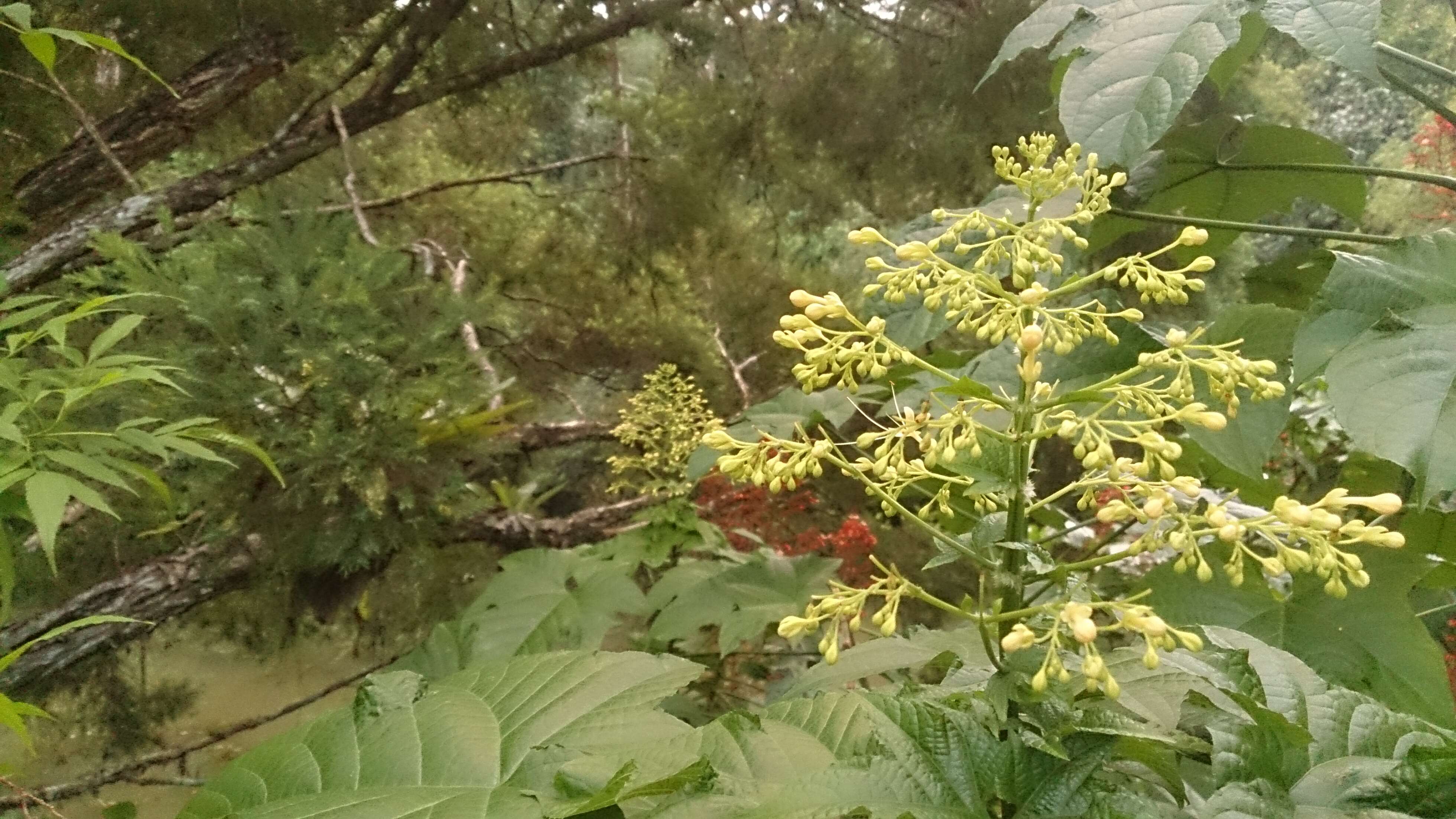 Imagem de Clerodendrum paniculatum L.