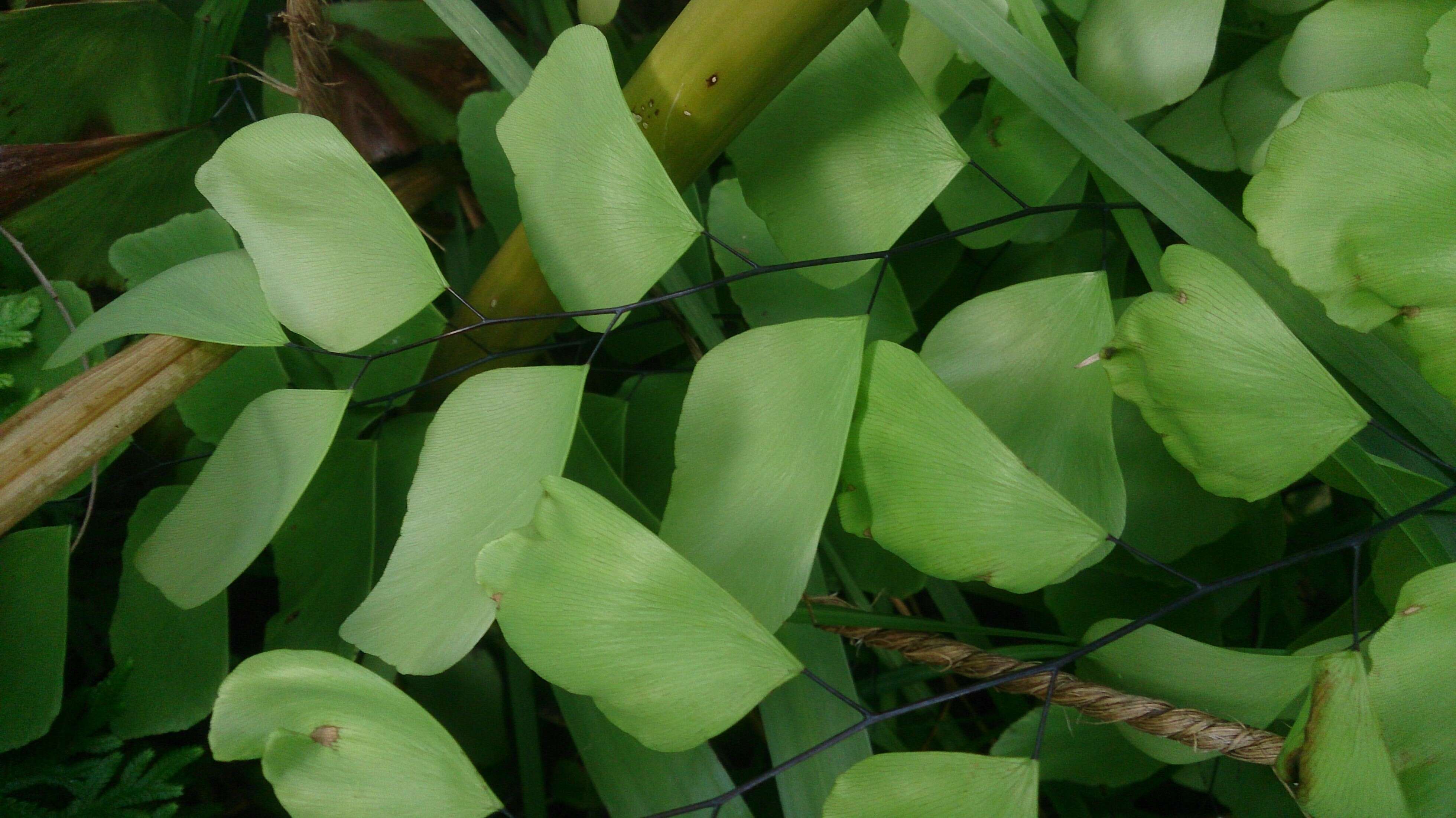 Image of diamond maidenhair