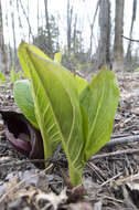 Image of Clumpfoot Cabbage