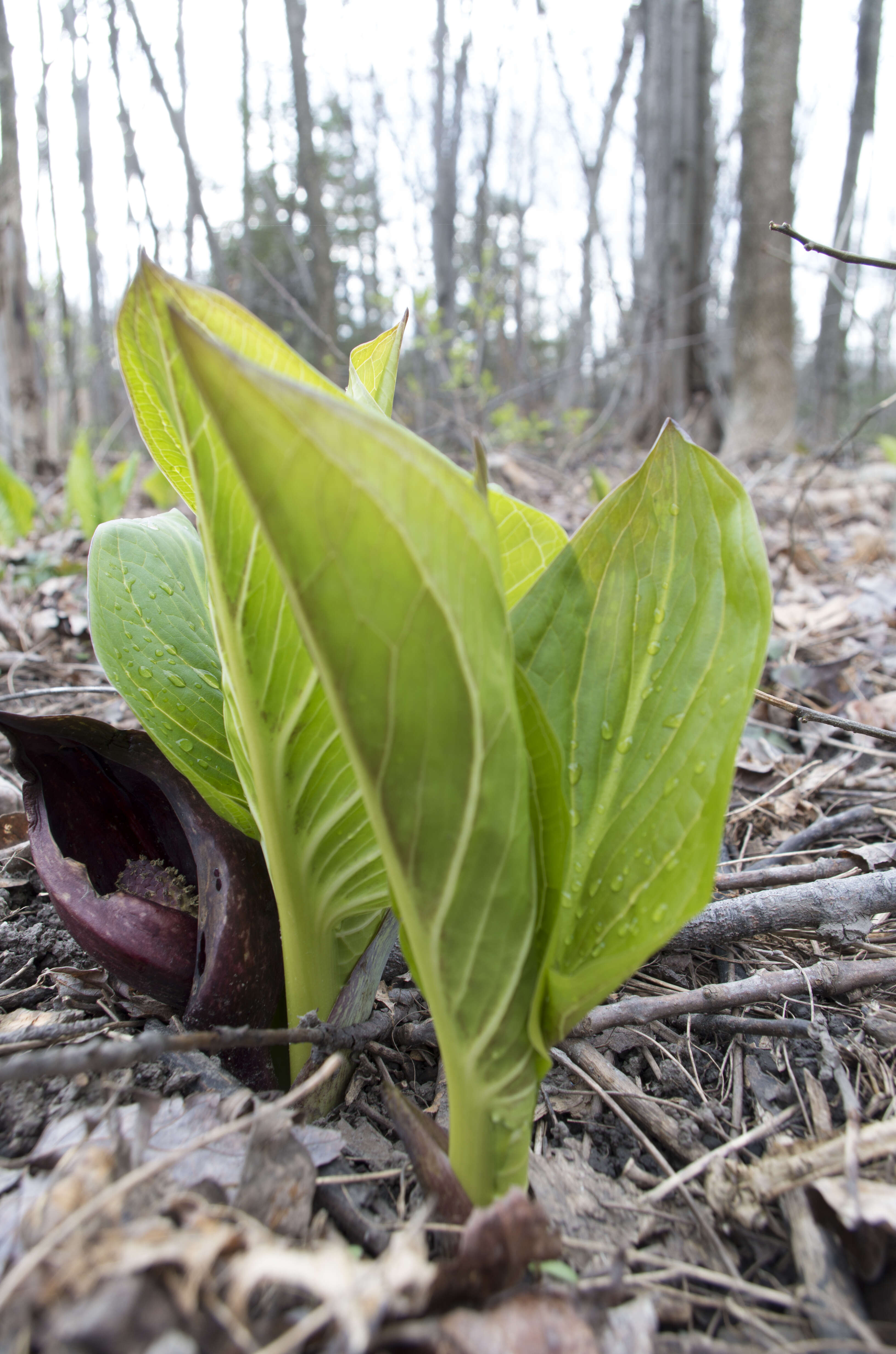 Image of Clumpfoot Cabbage