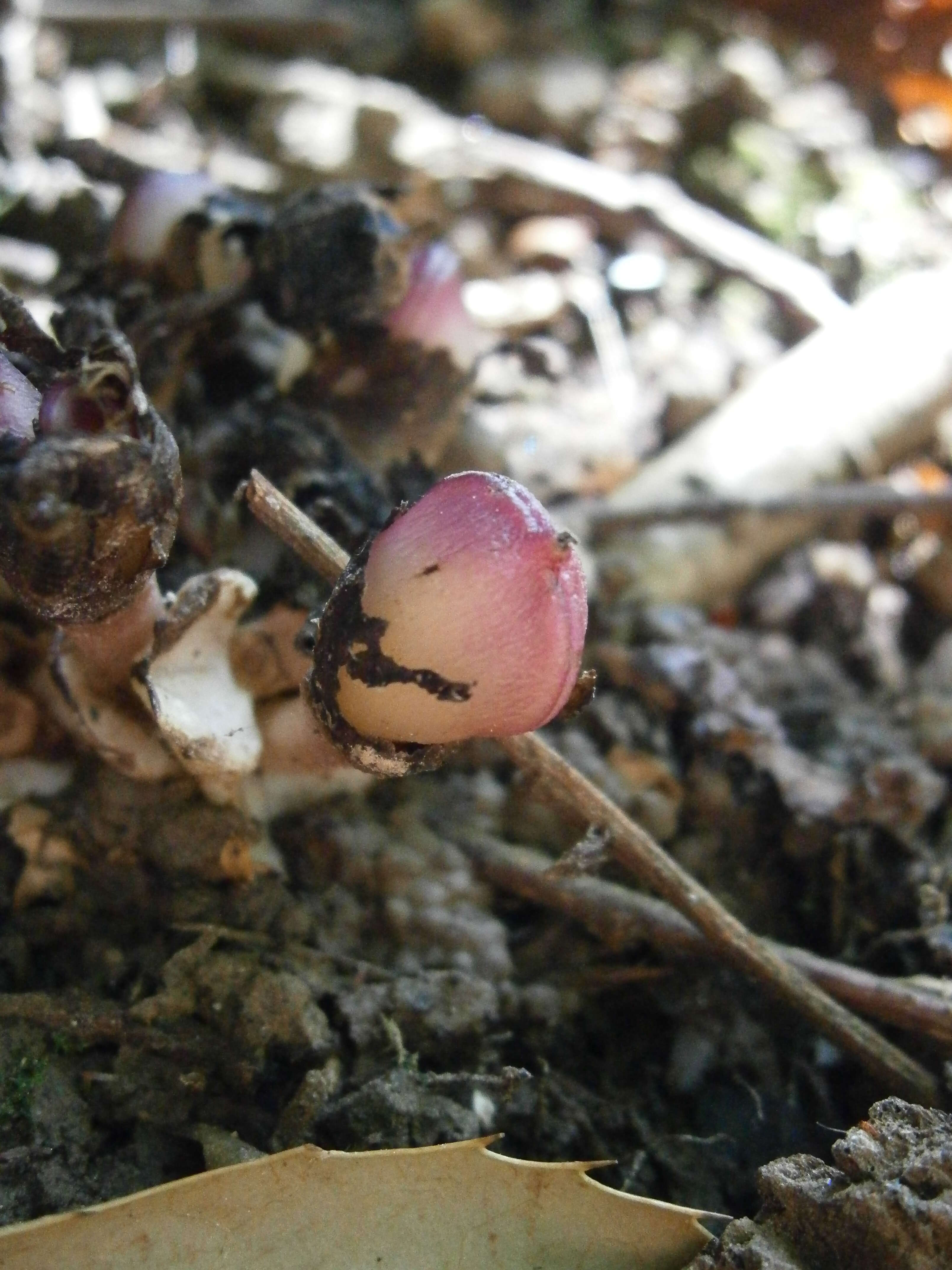 Image of Lathraea clandestina L.