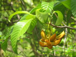 Image de Tabernaemontana alternifolia L.