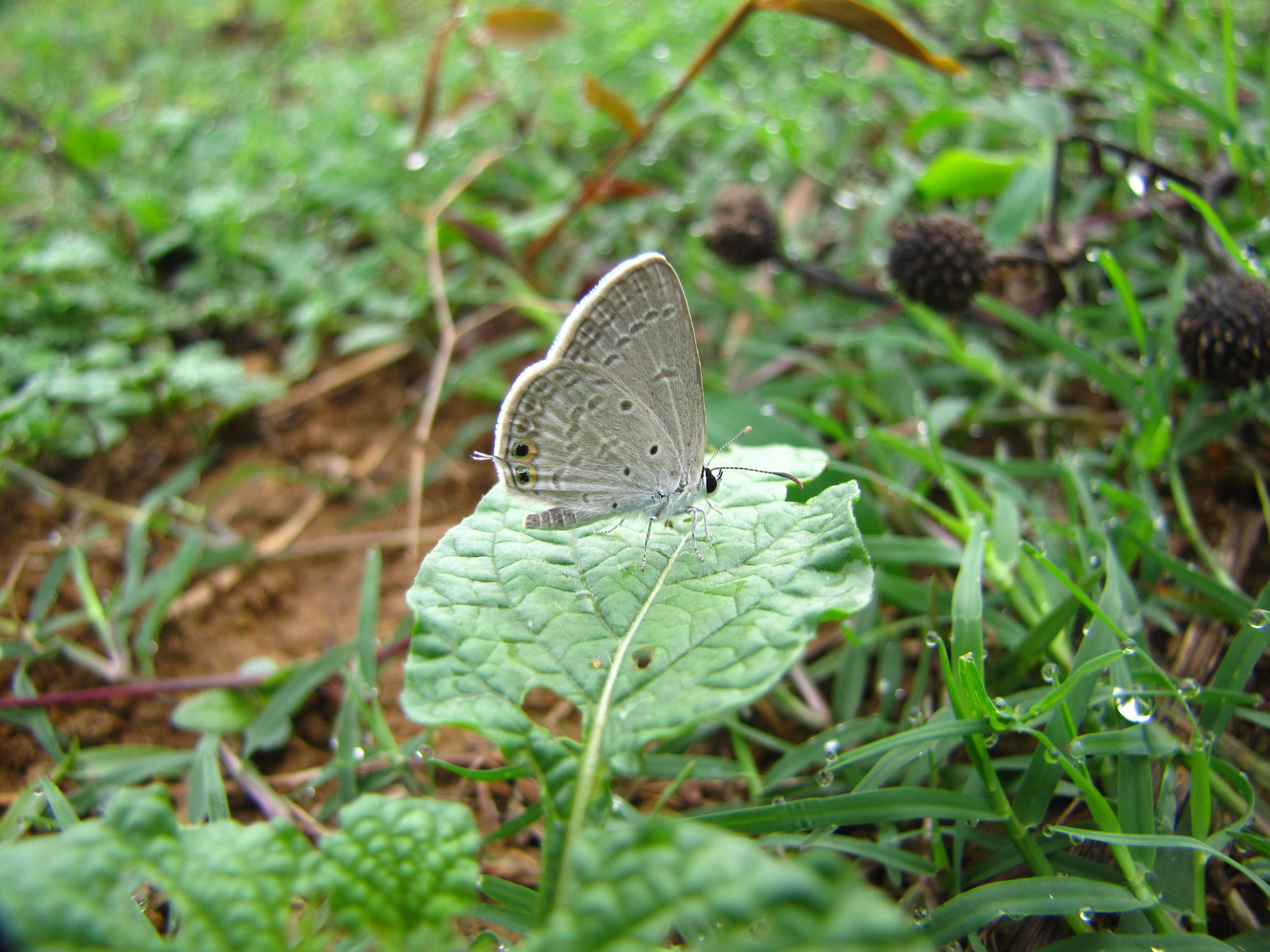 Image of Pseudozizeeria