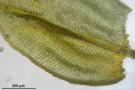 Image of Wiry Fern Moss