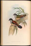 Pteruthius rufiventer Blyth 1842 resmi