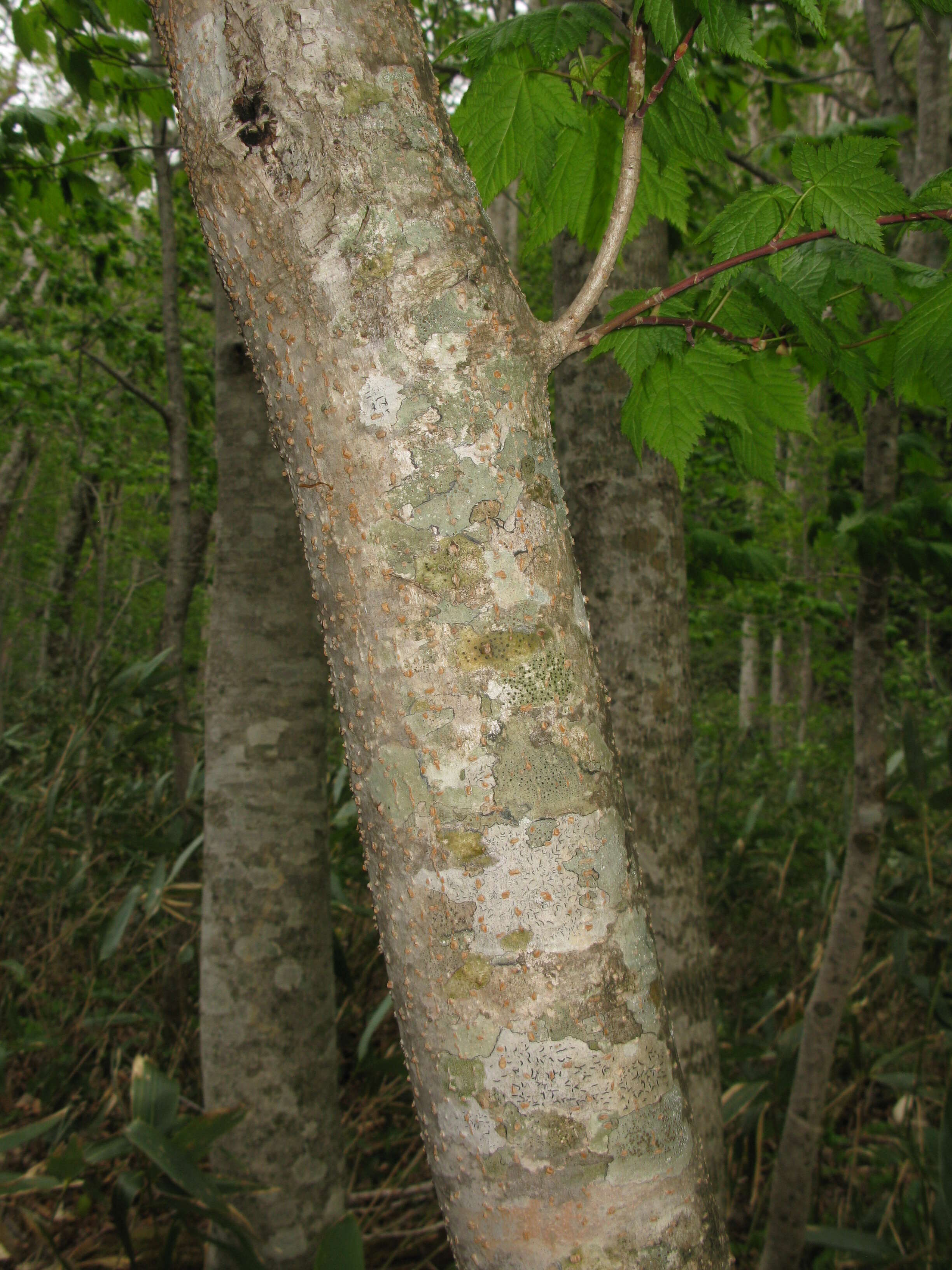 Image of Deep-veined Maple