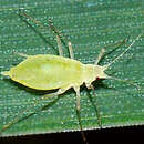 Image of Rose-Grass Aphid