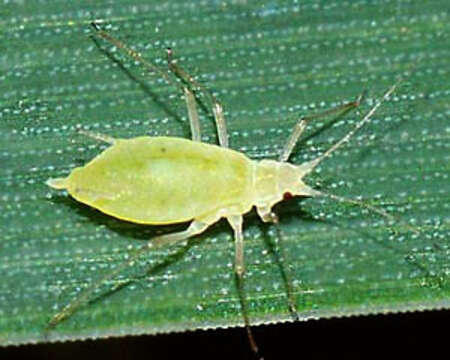 Image of Rose-Grass Aphid