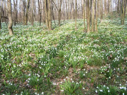 Image of Galanthus plicatus M. Bieb.