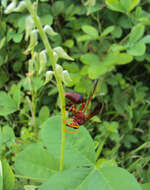 صورة Crotalaria pallida Aiton