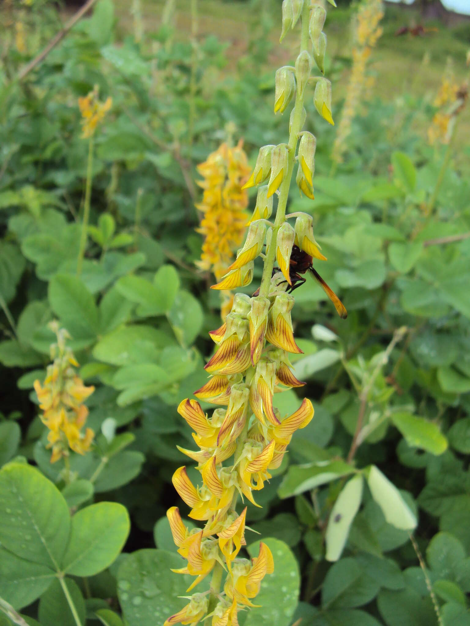 Image of smooth rattlebox