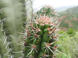 Image of Cereus fricii Backeb.