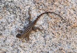 Sceloporus occidentalis longipes Baird 1858 resmi